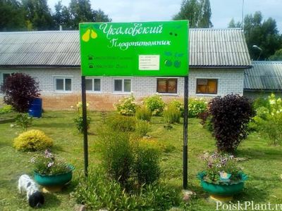 Чкаловский плодопитомник