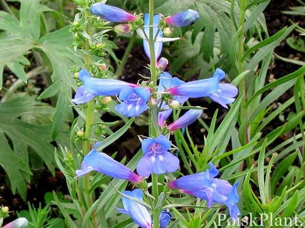 Пенстемон разнолистный Blue Spring