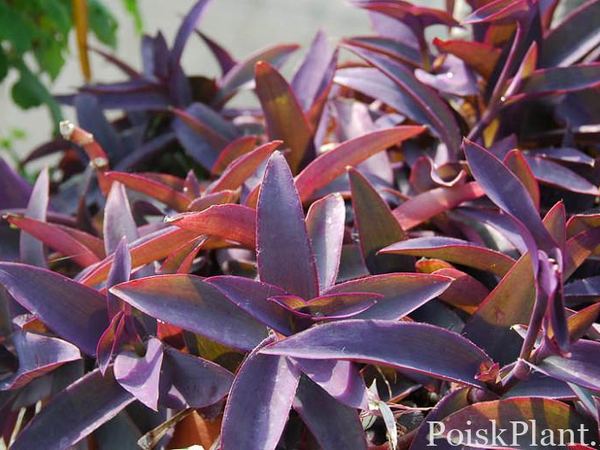 Традесканция бледная Purpurea