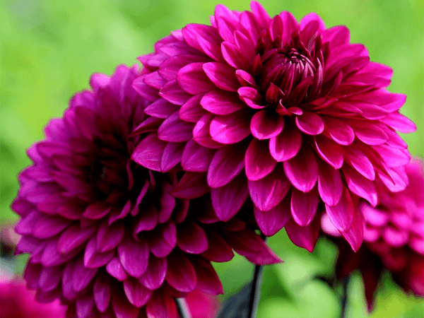 Георгина изменчивая Purple