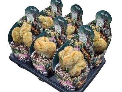 Пародия Ленингхауза Кристата