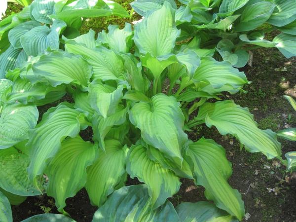 Хоста гибридная Emerald Ruff Cutt
