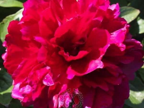 Пион травянистый Heavenly Red