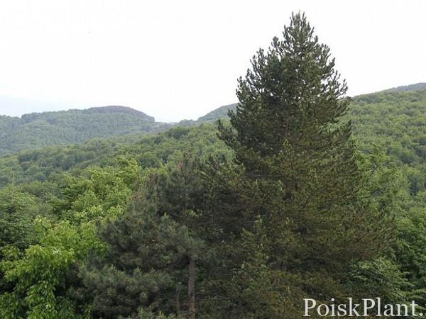 Пихта греческая