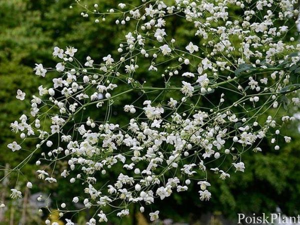 Василистник гибридный Splendide White