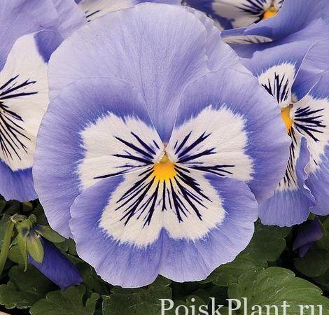 Виола виттрока Mystique Blue Halo