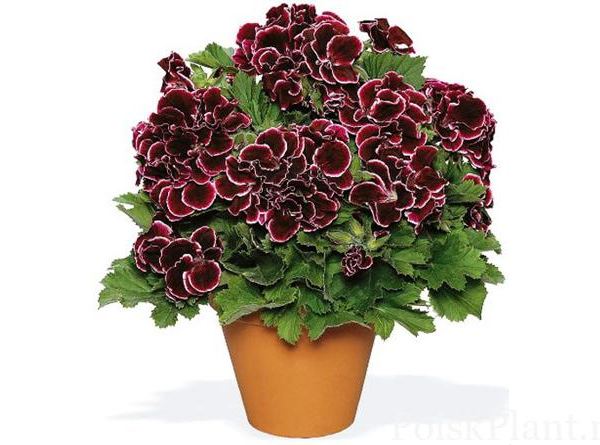 Пеларгония крупноцветковая Aristo Black Beauty