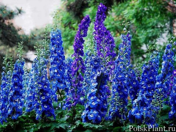 Дельфиниум гибридный Magic Fountains Blue