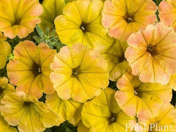 Петуния гибридная Supertunia Honey