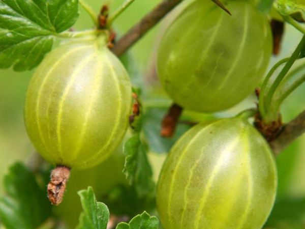 Смородина обыкновенный Finnish Green