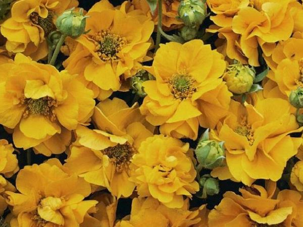 Гравилат гибридный Flore Plena Sunrise
