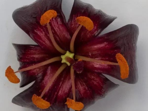 Лилия мартагон Black Edge