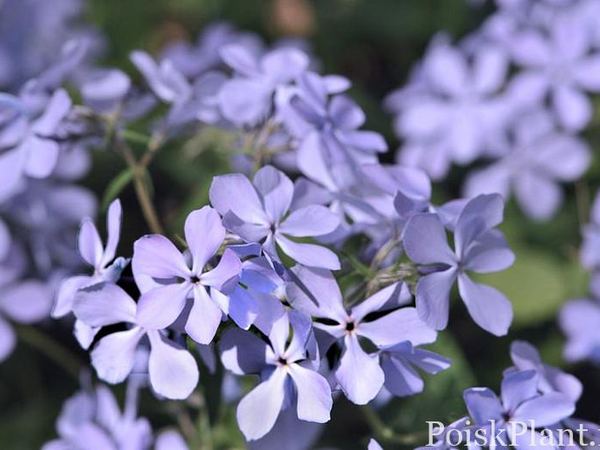 Флокс растопыренный