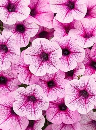Петуния гибридная Supertunia Rose Veined