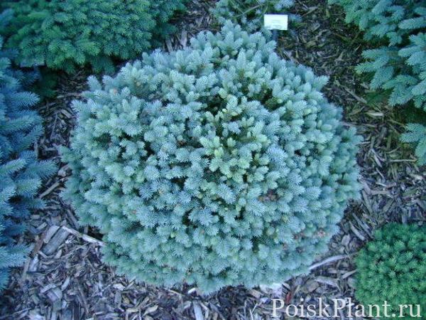 Ель колючая Blaukissen