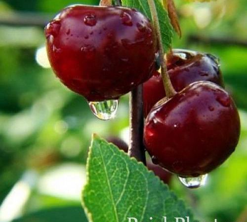 Слива обыкновенная Джуковскэйа