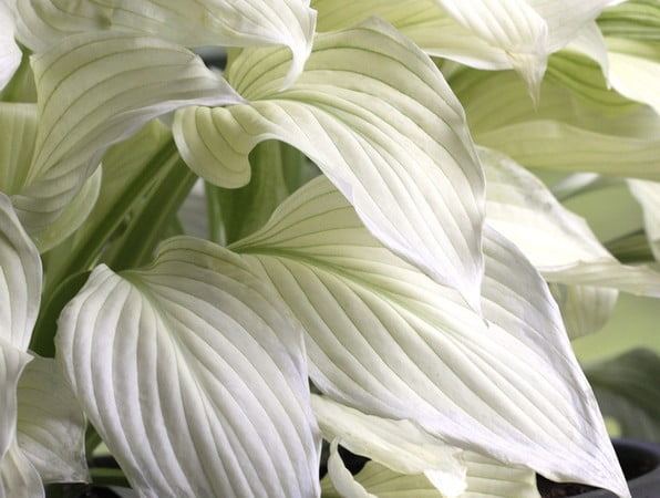 Хоста гибридная White Feather