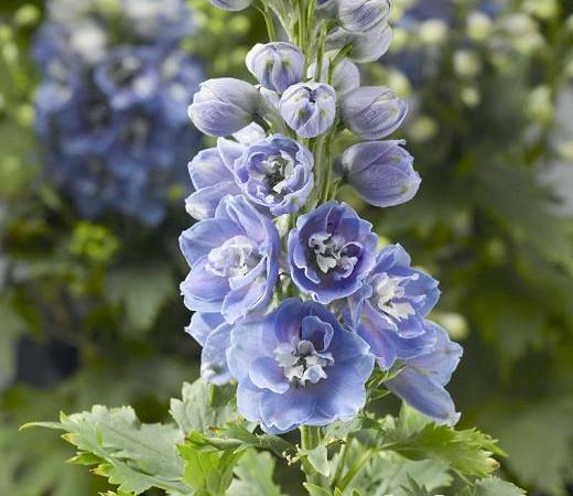 Дельфиниум высокий Light Blue White Bee