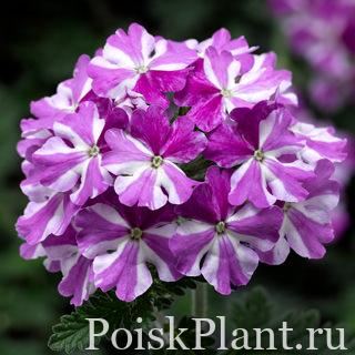 Вербена гибридная Lanai Twister Star Purple