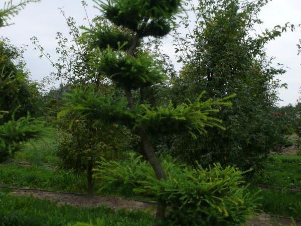 Лиственница кемпфери Anne's Bonsai