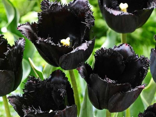 Тюльпан бахромчатый Black
