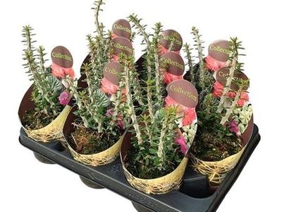 Аллюодия высокая
