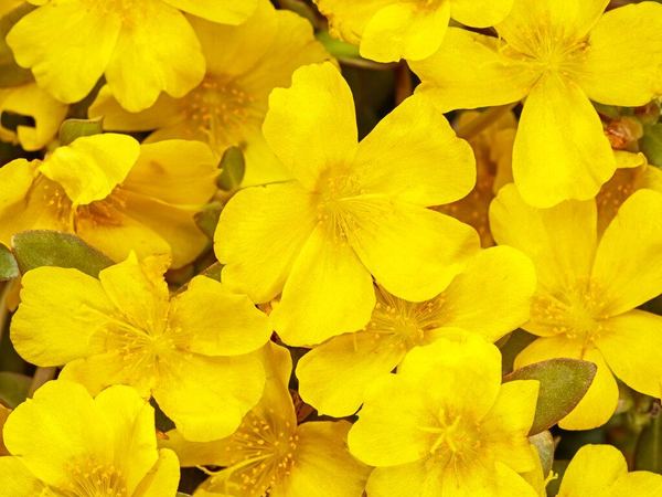 Портулак зонтиковидный Mojave Yellow