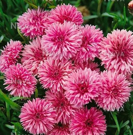Василек голубой Florence Pink