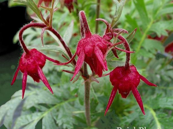 Гравилат трехцветковый Prairie Smoke