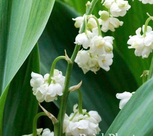 Ландыш майский Flore Pleno