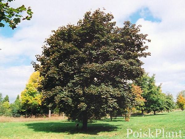 Клен остролистный Schwedleri