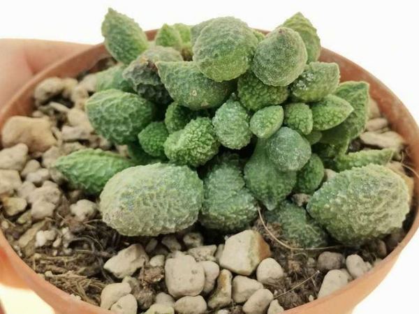 Адромискус мариана Herrei Green