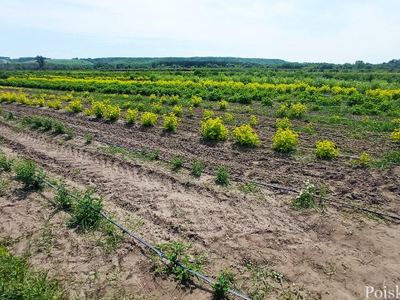 Стандарт Агро