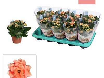 Каланхое Блоссфельда Серенити Пич