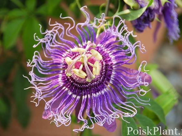 Пассифлора мясо-красная