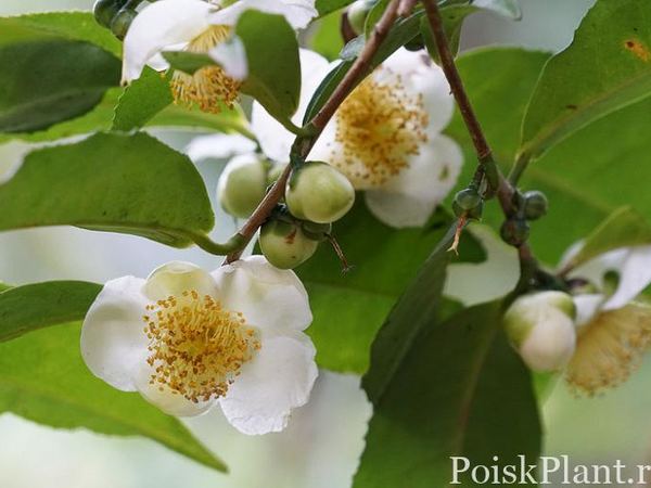 Камелия китайская