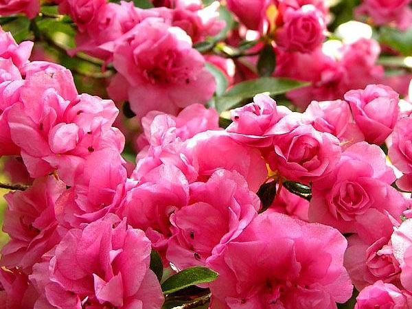 Рододендрон тупой Rosebud