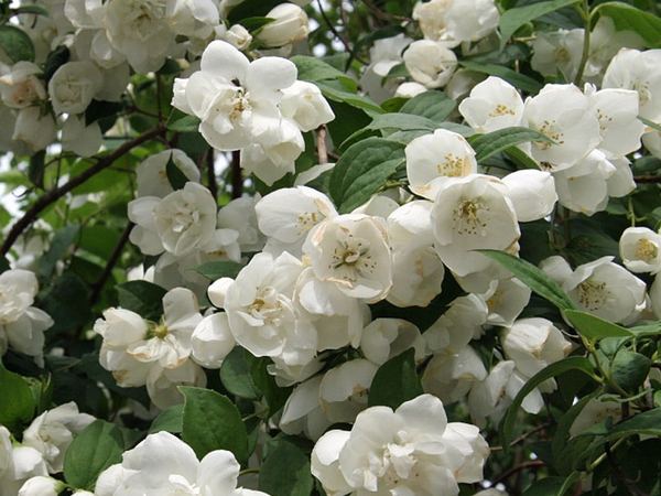 Чубушник гибридный Dame Blanche