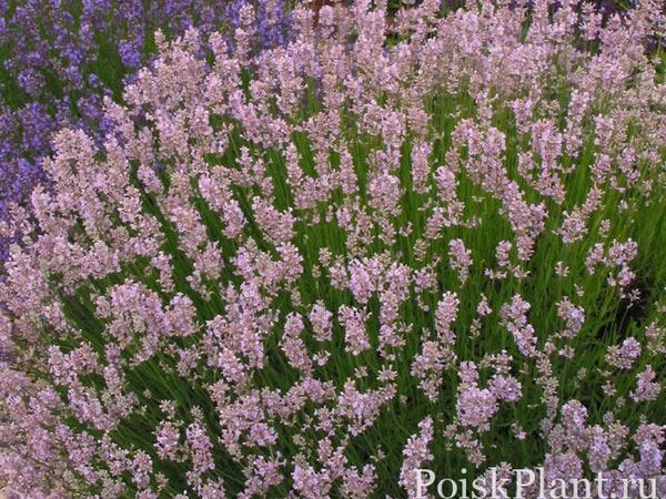 Лаванда узколистная Rosea