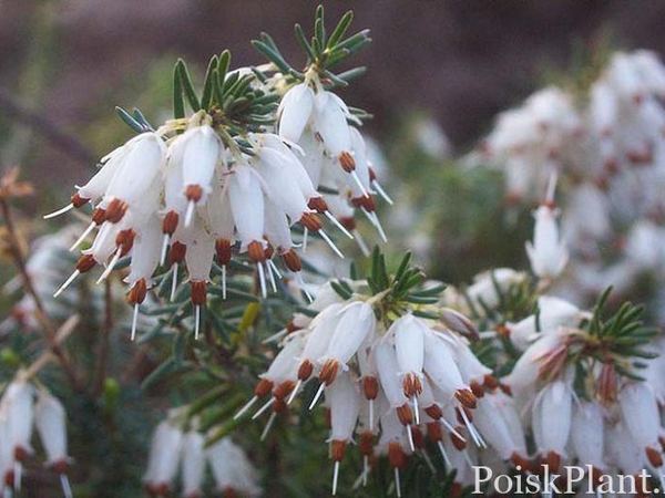 Эрика травянистая Springwood White