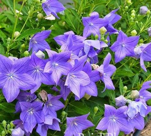 Ширококолокольчик крупноцветковый Mariesii blue