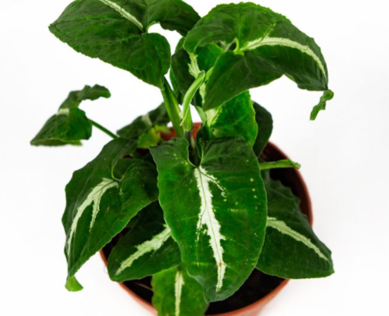 Сингониум ножколистный Wendlandii