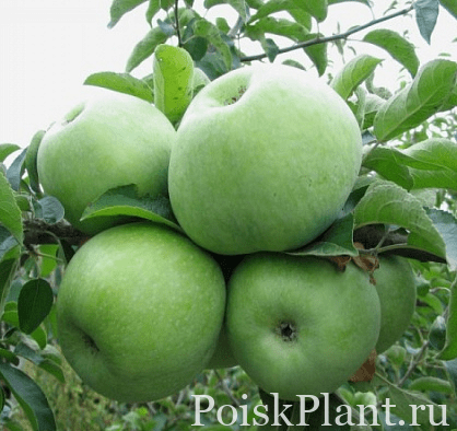 Яблоня домашняя Simirenko