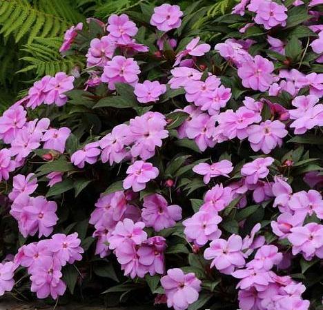 Бальзамин новогвинейский Divine Pink