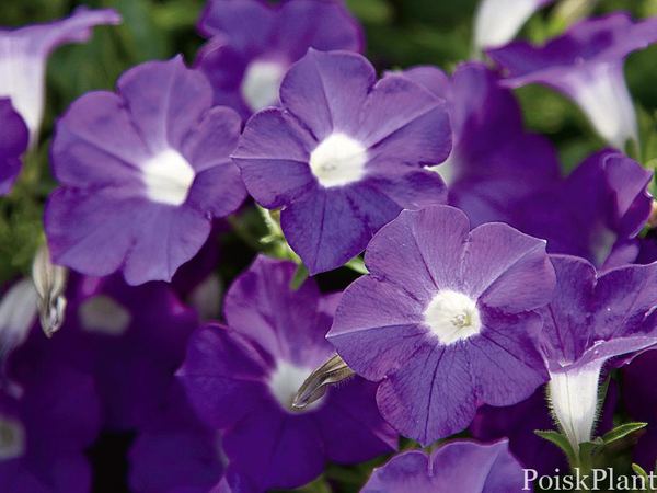 Петуния гибридная Blanket Violet
