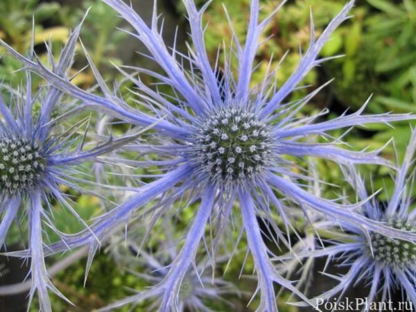 Синеголовник плосколистный Pen Blue