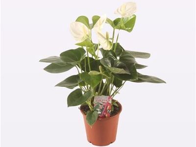 Антуриум андрианум Ариса Сноу