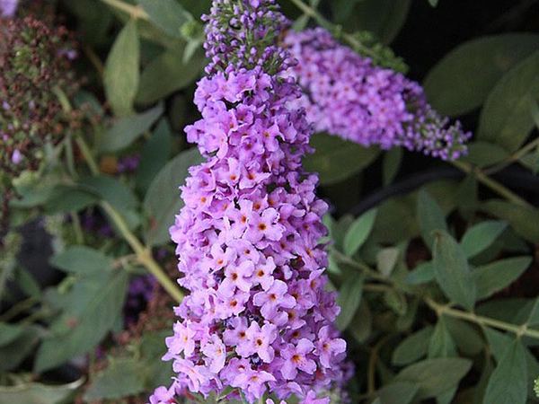 Буддлея давида Lilac Chip