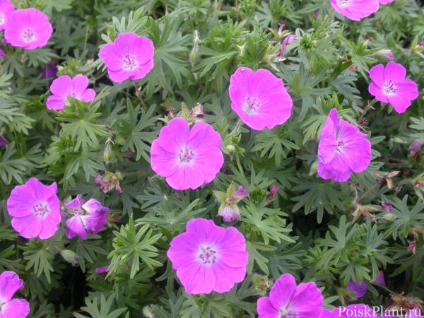Герань кроваво-красная New Hampshire Purple