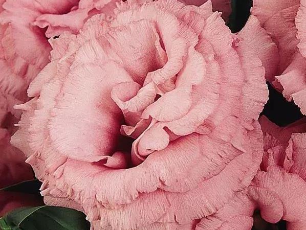 Эустома крупноцветковая ABC Rose